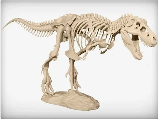 Tyrannosaurus skeleton